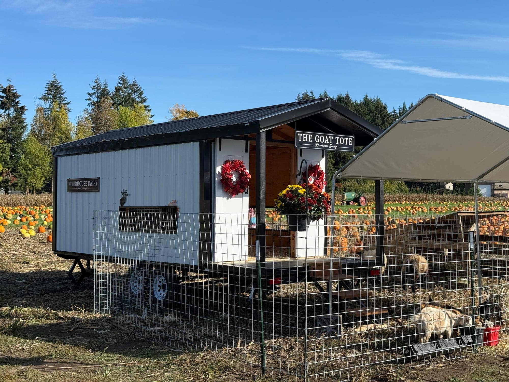 The Goat Tote, RiverHouse Dairy's goat trailer, set up with goats in a pen at the pumpkin patch