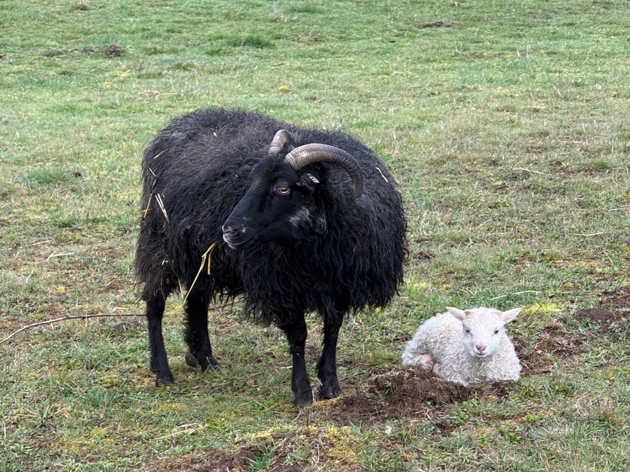 Icelandic ewe with white lamb at RiverHouse Dairy