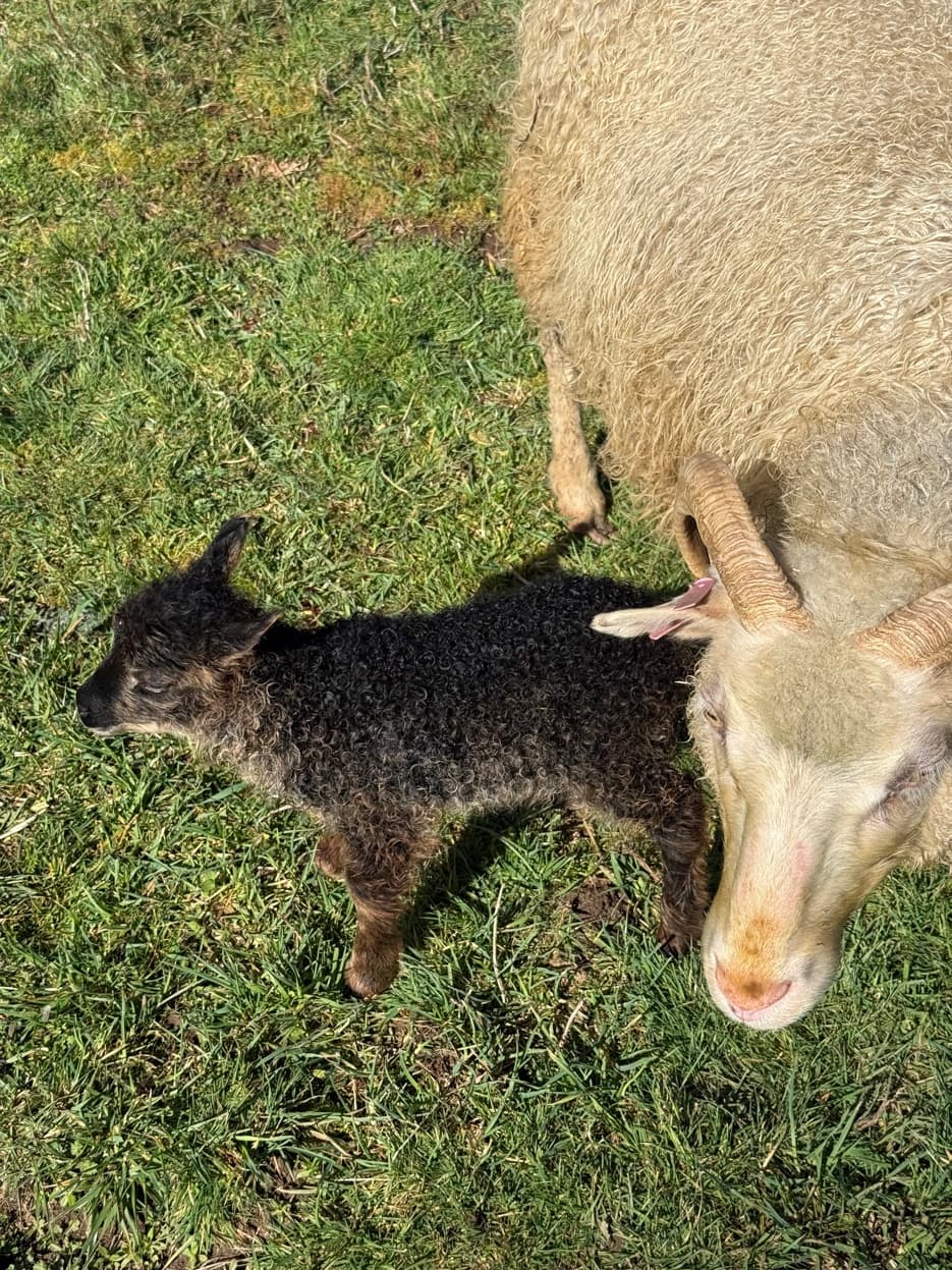Icelandic ewe with newborn lamb at RiverHouse Dairy