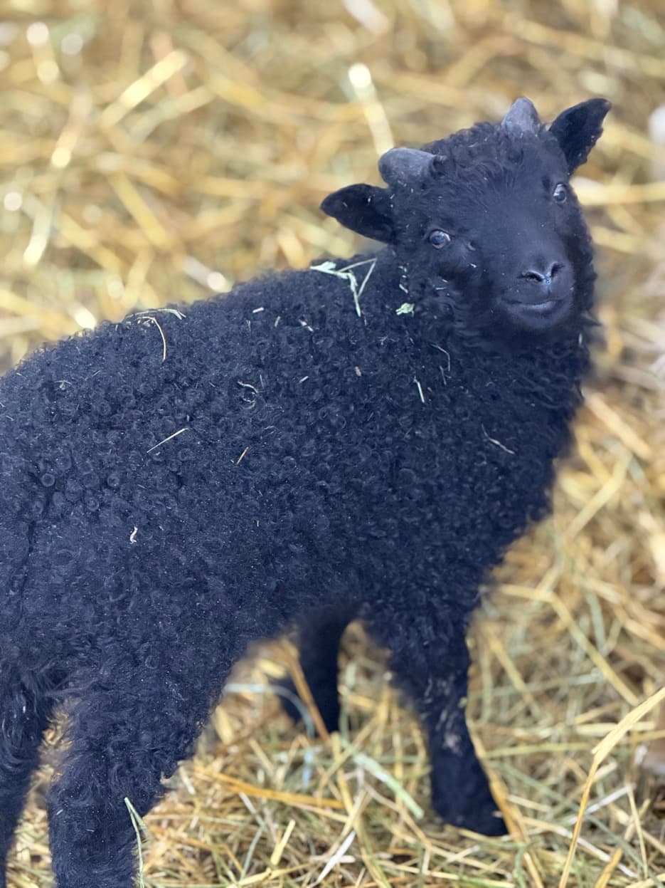 Black Icelandic lamb in barn straw at RiverHouse Dairy