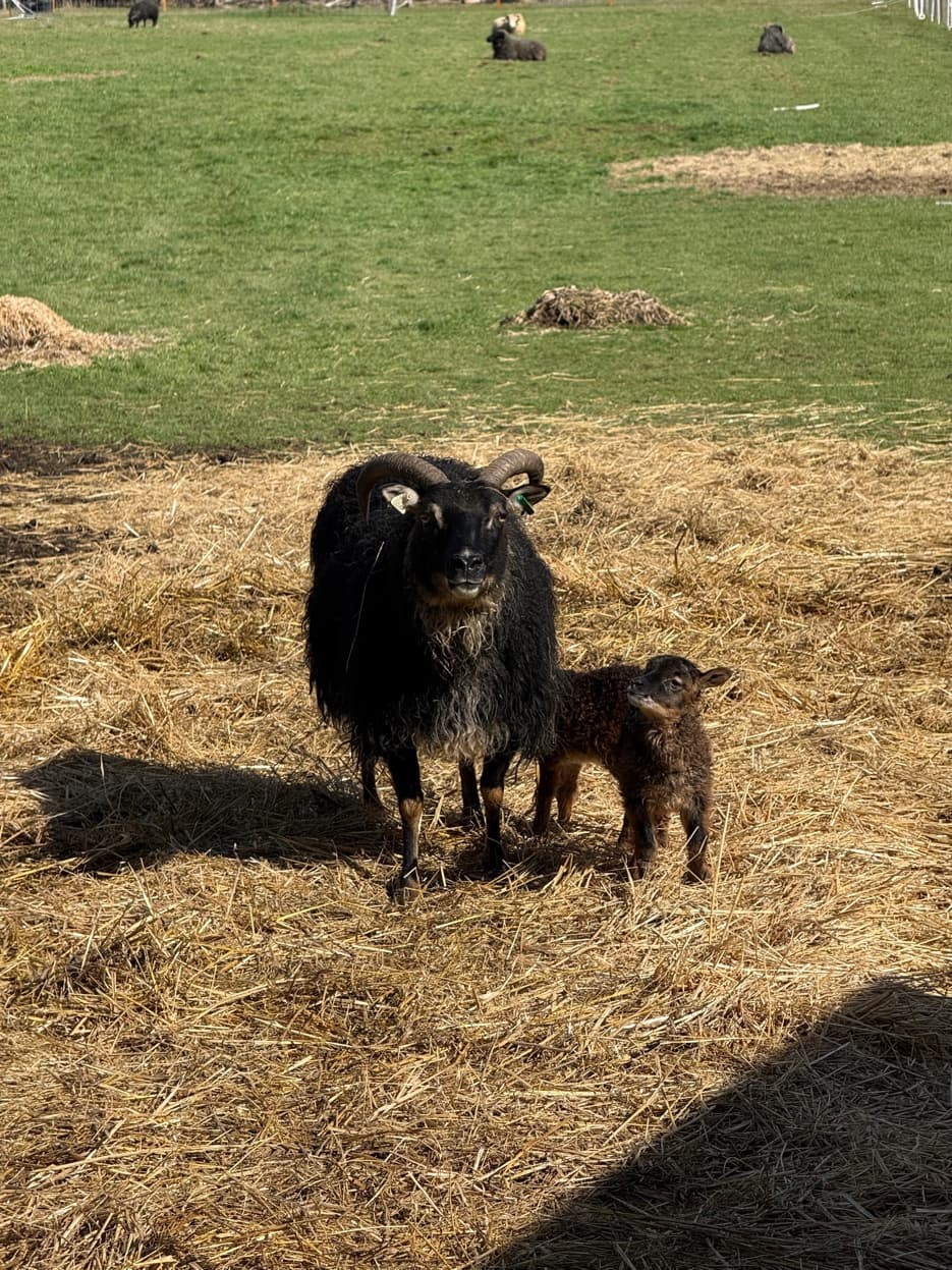 Icelandic ram with newborn lamb at RiverHouse Dairy