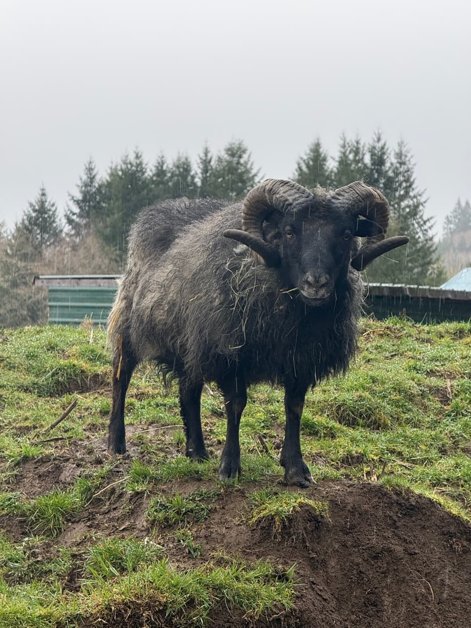 Icelandic ram in Lewis County pasture at RiverHouse Dairy