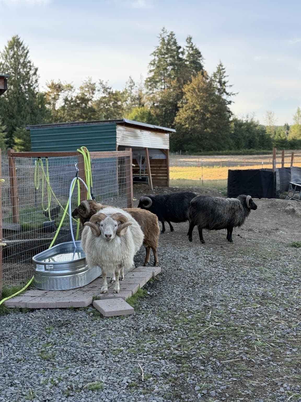 Icelandic rams at RiverHouse Dairy