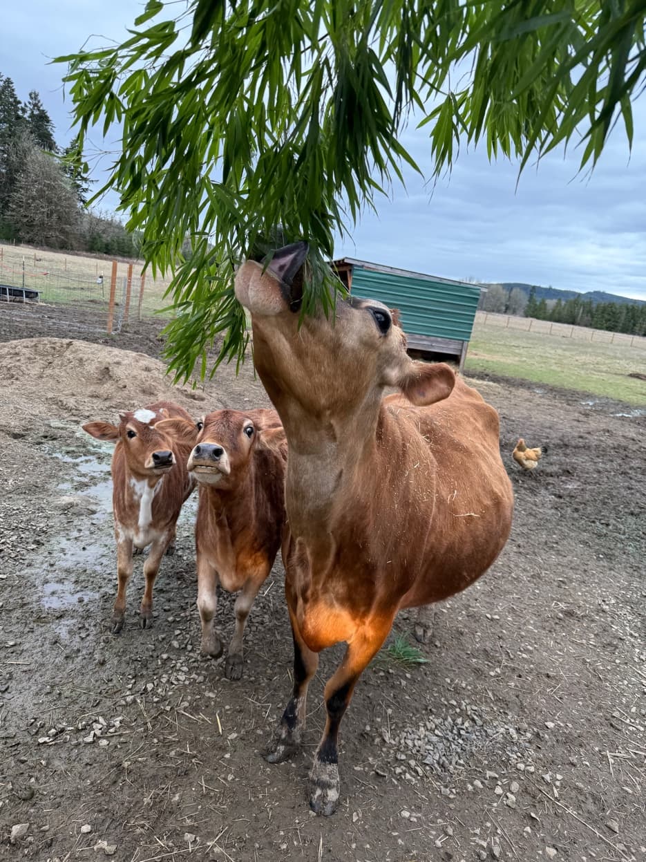 Jersey cow browsing with calves at RiverHouse Dairy