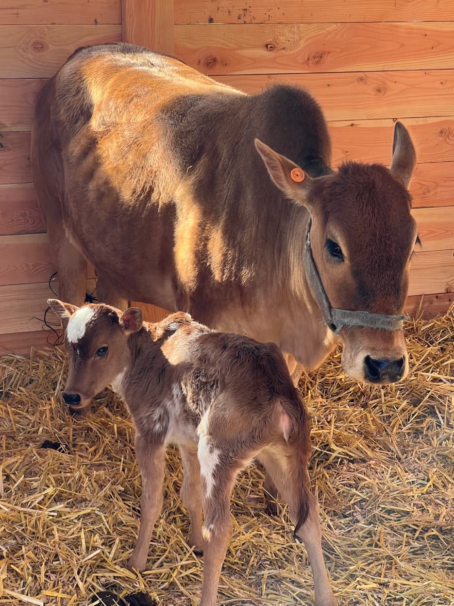Jersey cow with newborn calf in golden straw at RiverHouse Dairy