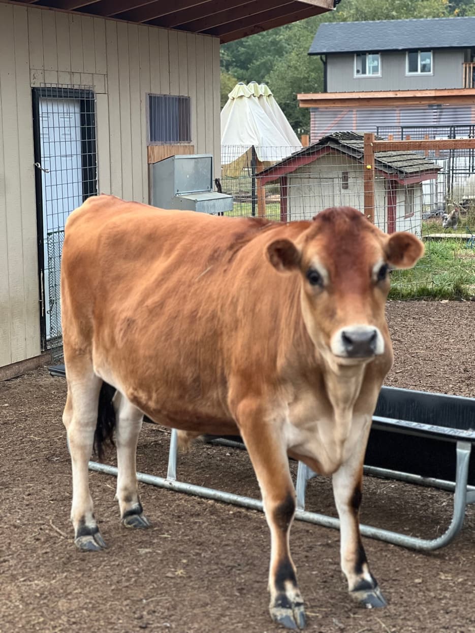 Jersey cow portrait at RiverHouse Dairy