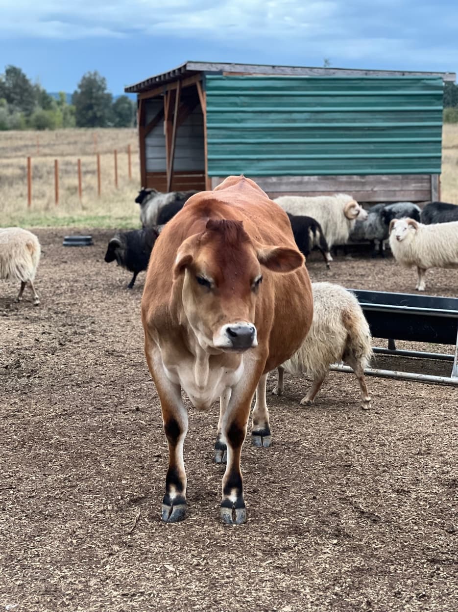 Jersey cow with Icelandic sheep flock at RiverHouse Dairy