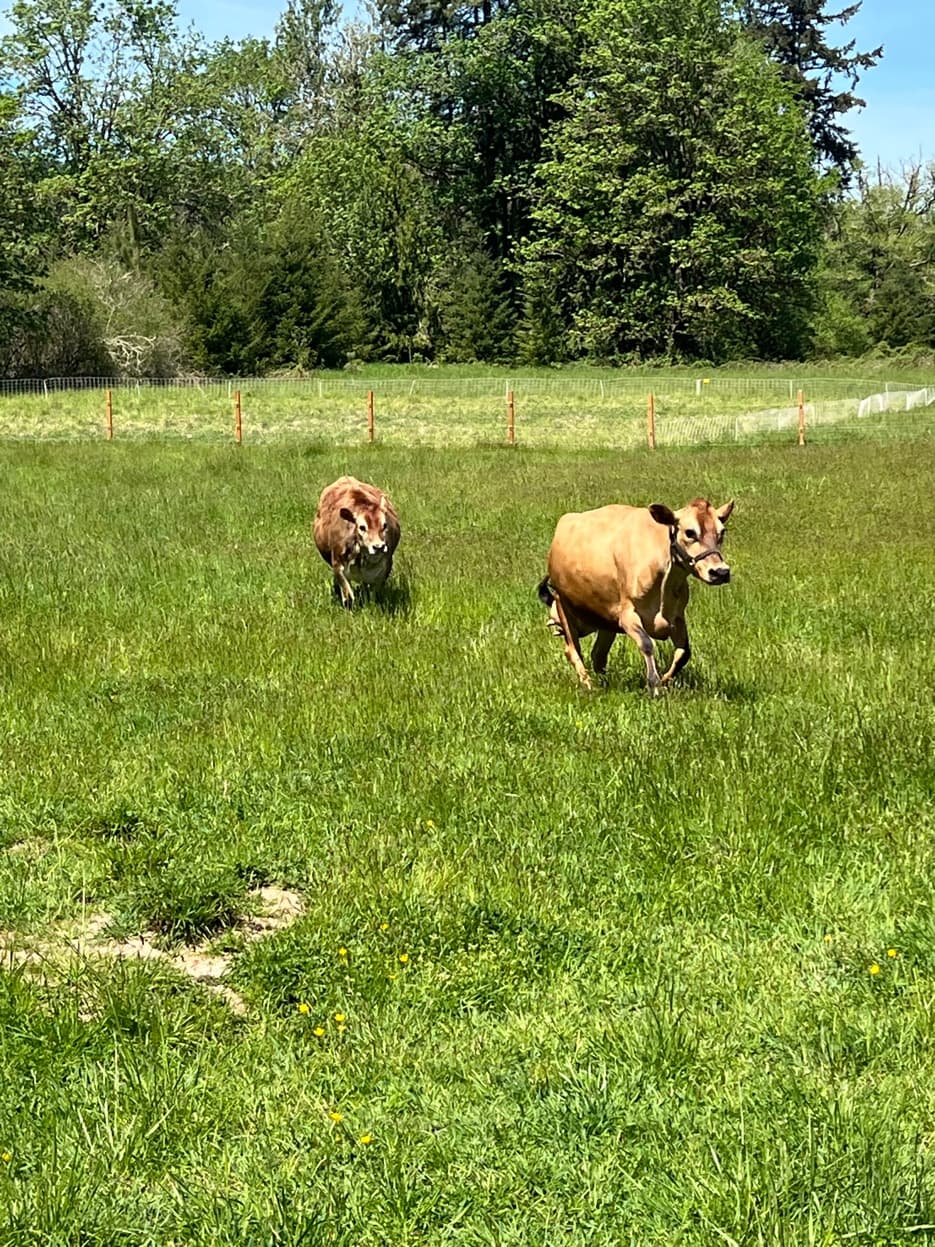 Jersey cows walking through green pasture at RiverHouse Dairy