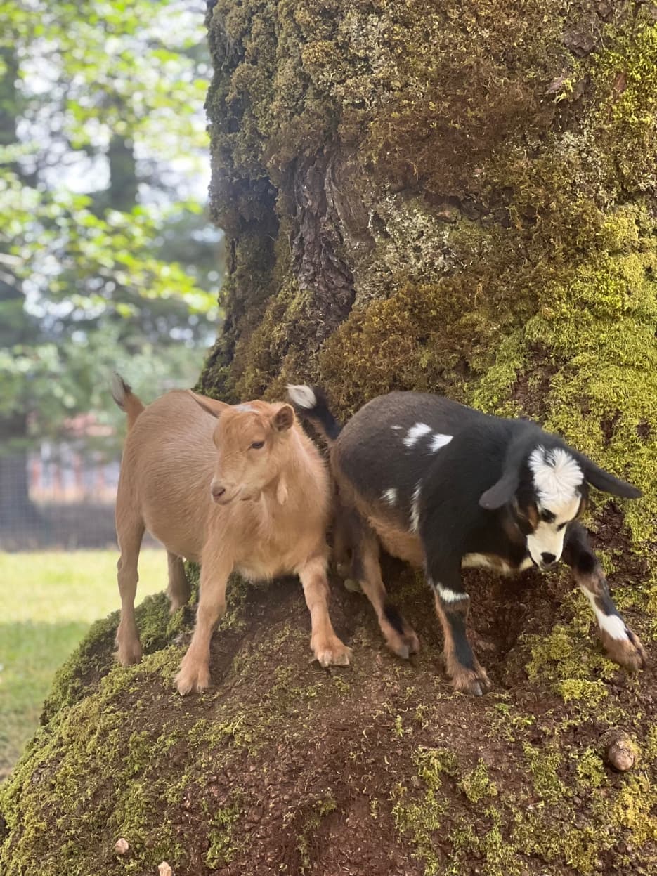 Baby goat kids climbing a mossy tree at RiverHouse Dairy