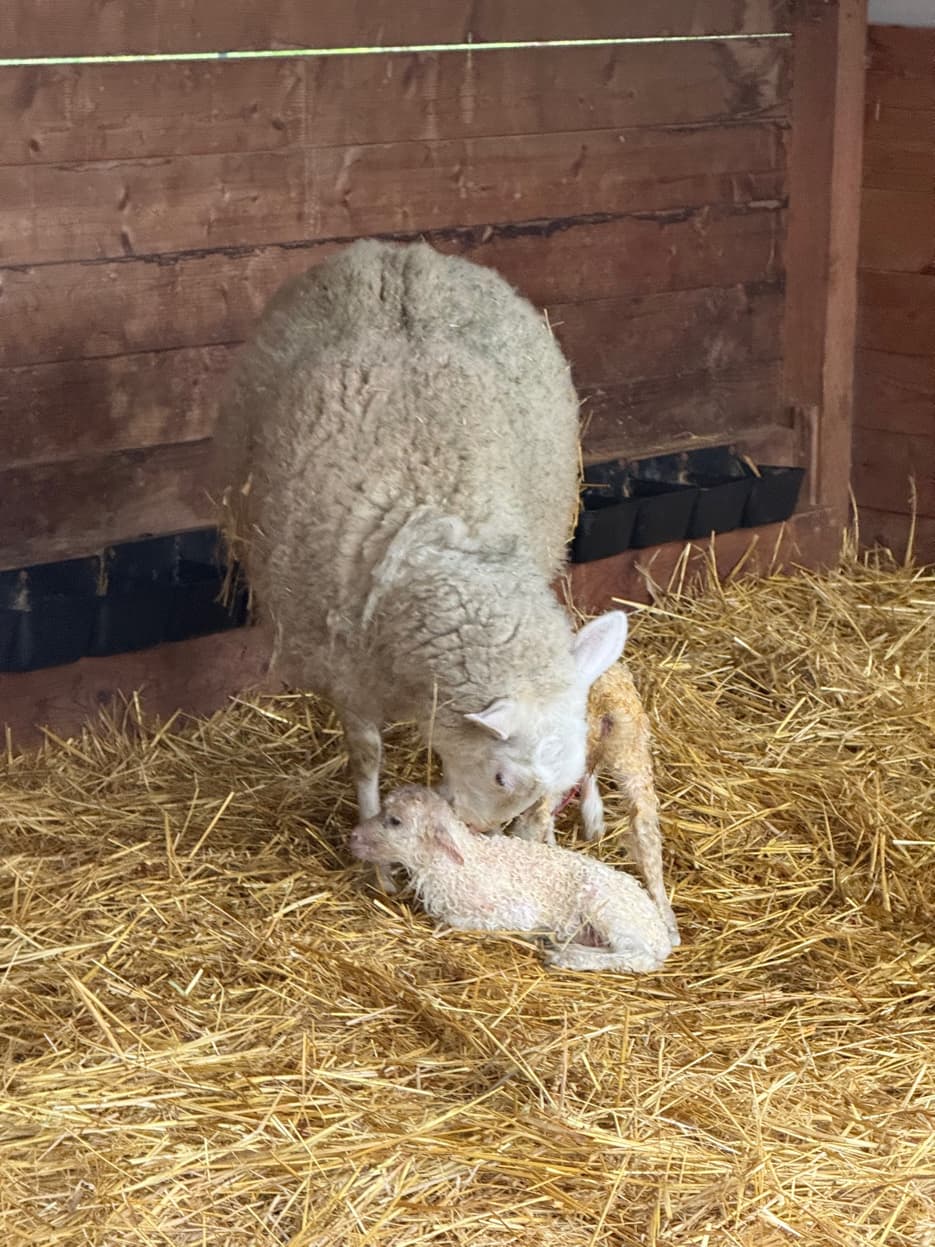 Lacaune-cross ewe with newborn lamb at RiverHouse Dairy