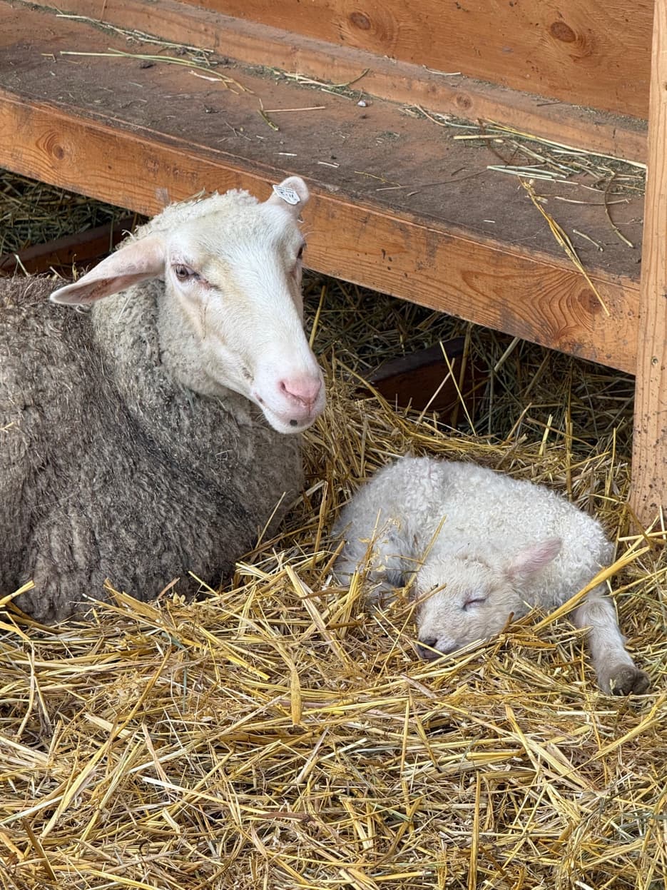 Lacaune-cross ewe with sleeping lamb at RiverHouse Dairy