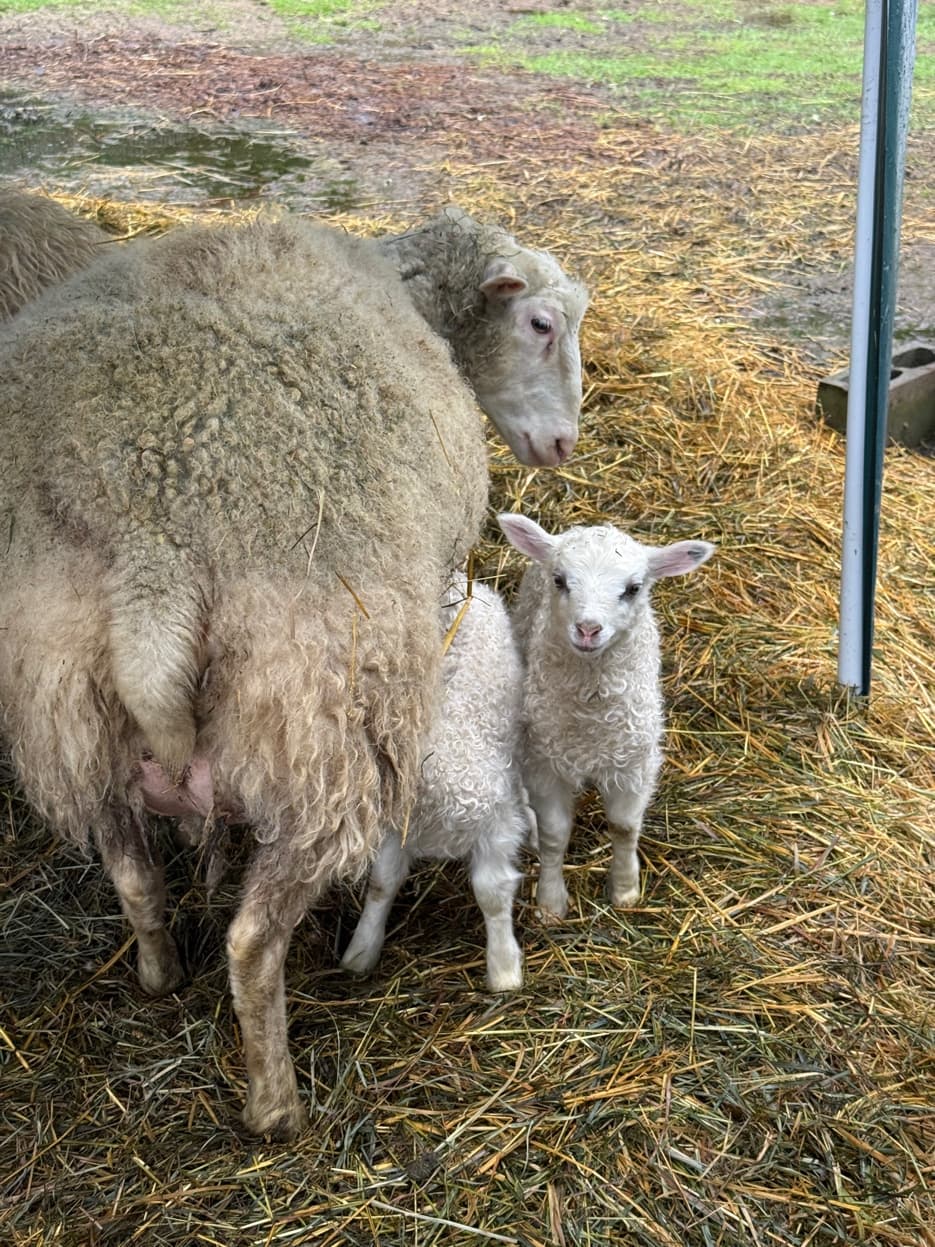Lacaune-cross ewe with twin lambs at RiverHouse Dairy