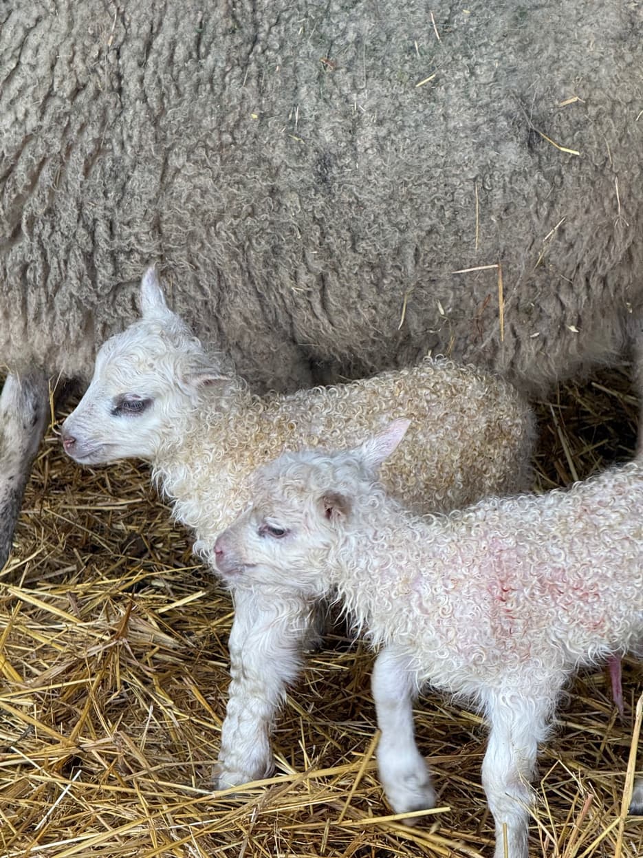 Lacaune-cross newborn lambs at RiverHouse Dairy