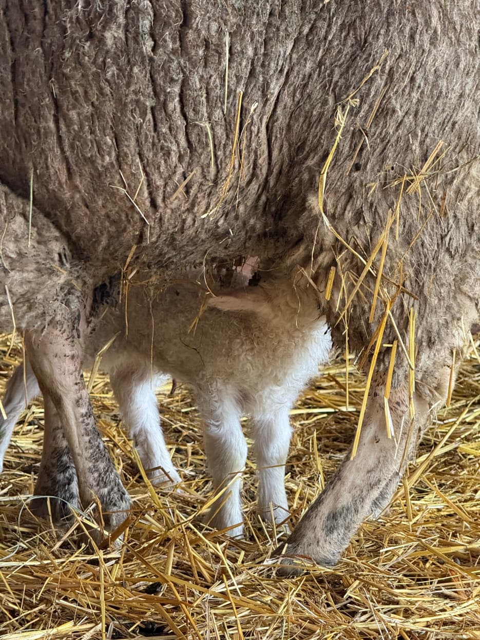 Lacaune-cross lamb nursing at RiverHouse Dairy
