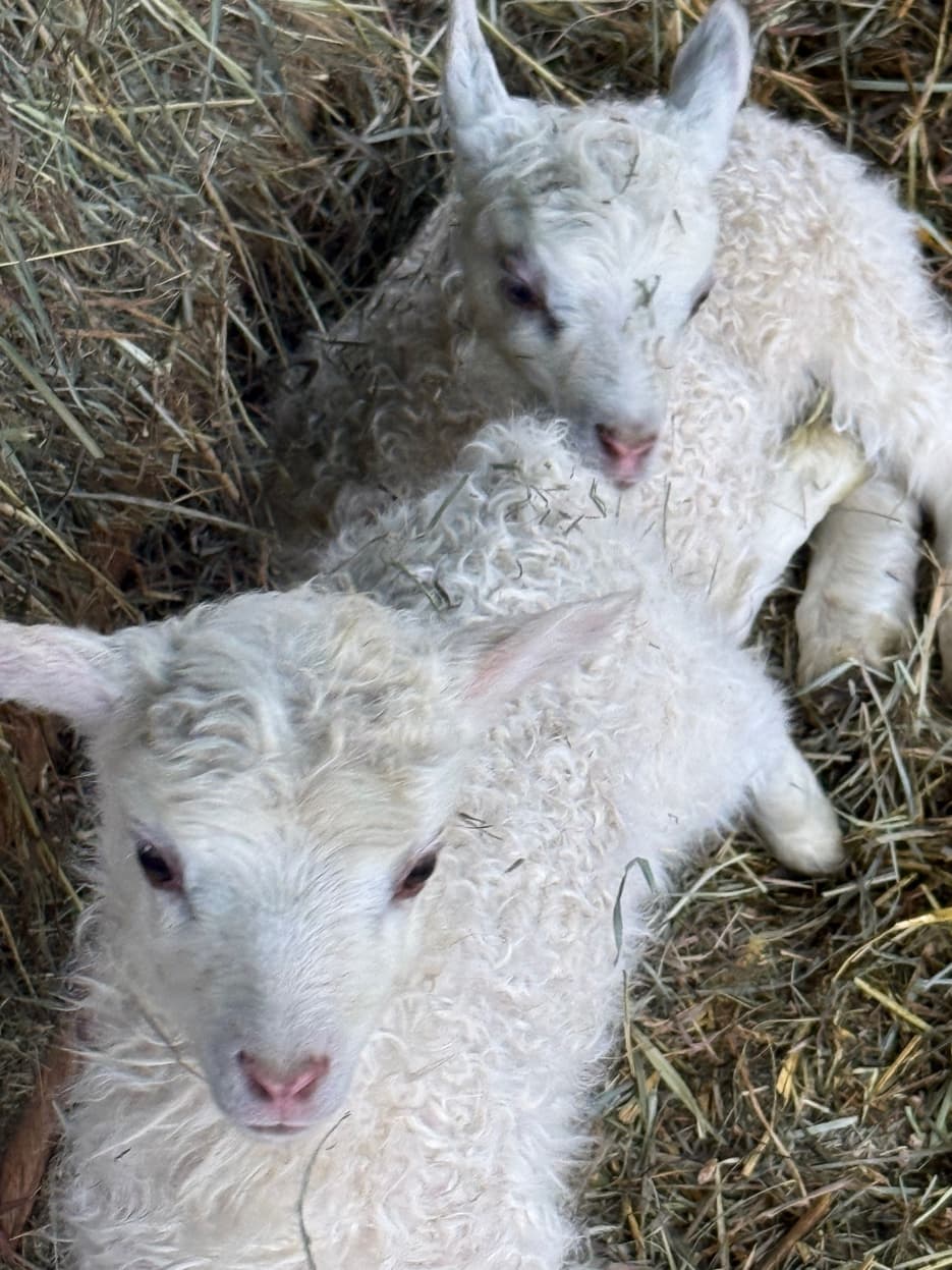 Lacaune-cross twin lambs in straw at RiverHouse Dairy