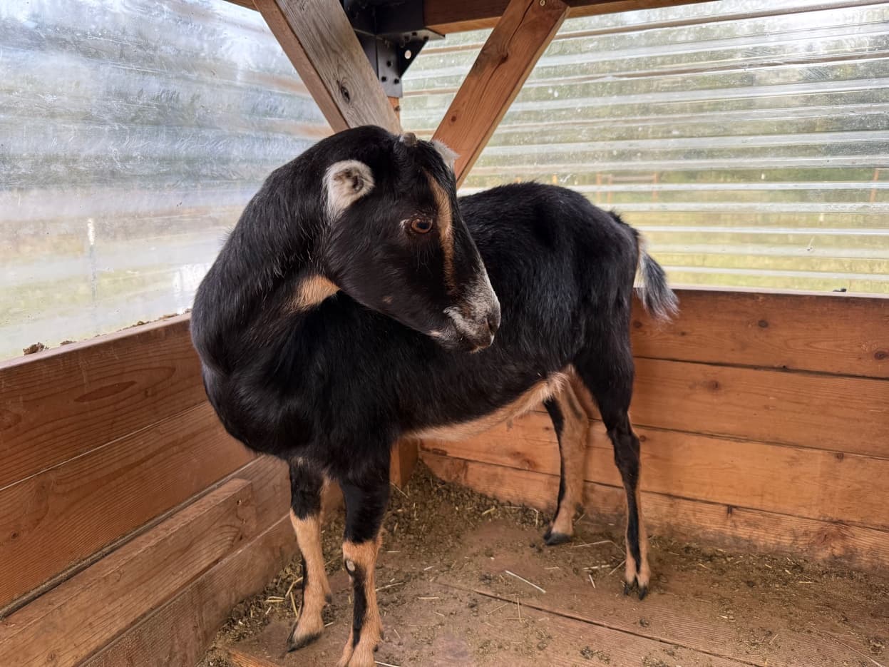 LaMancha doe in the barn at RiverHouse Dairy