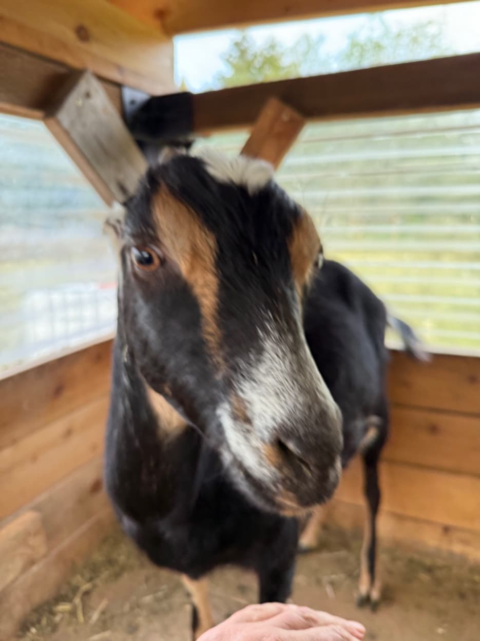 LaMancha doe up close at RiverHouse Dairy