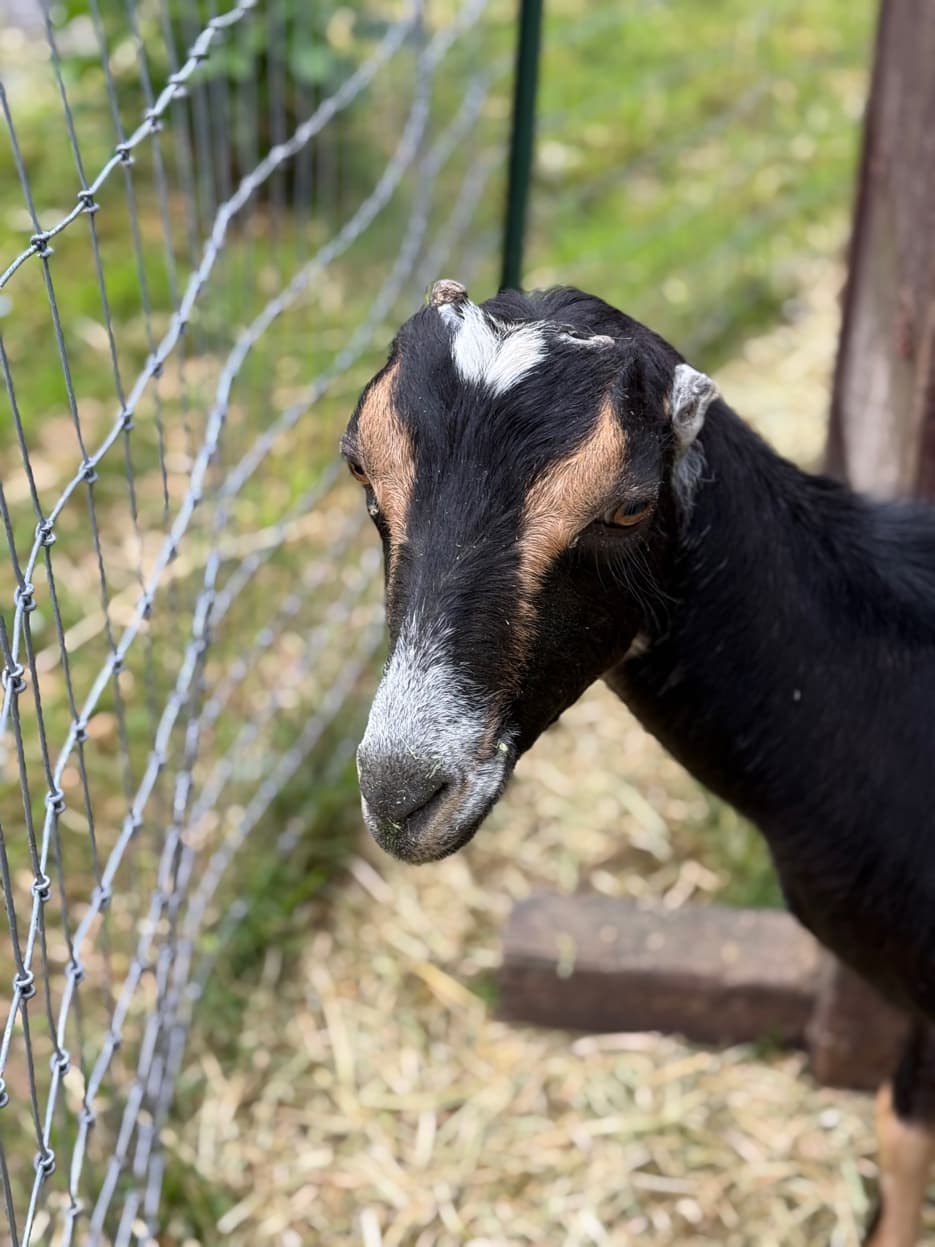 LaMancha goat at the fence at RiverHouse Dairy