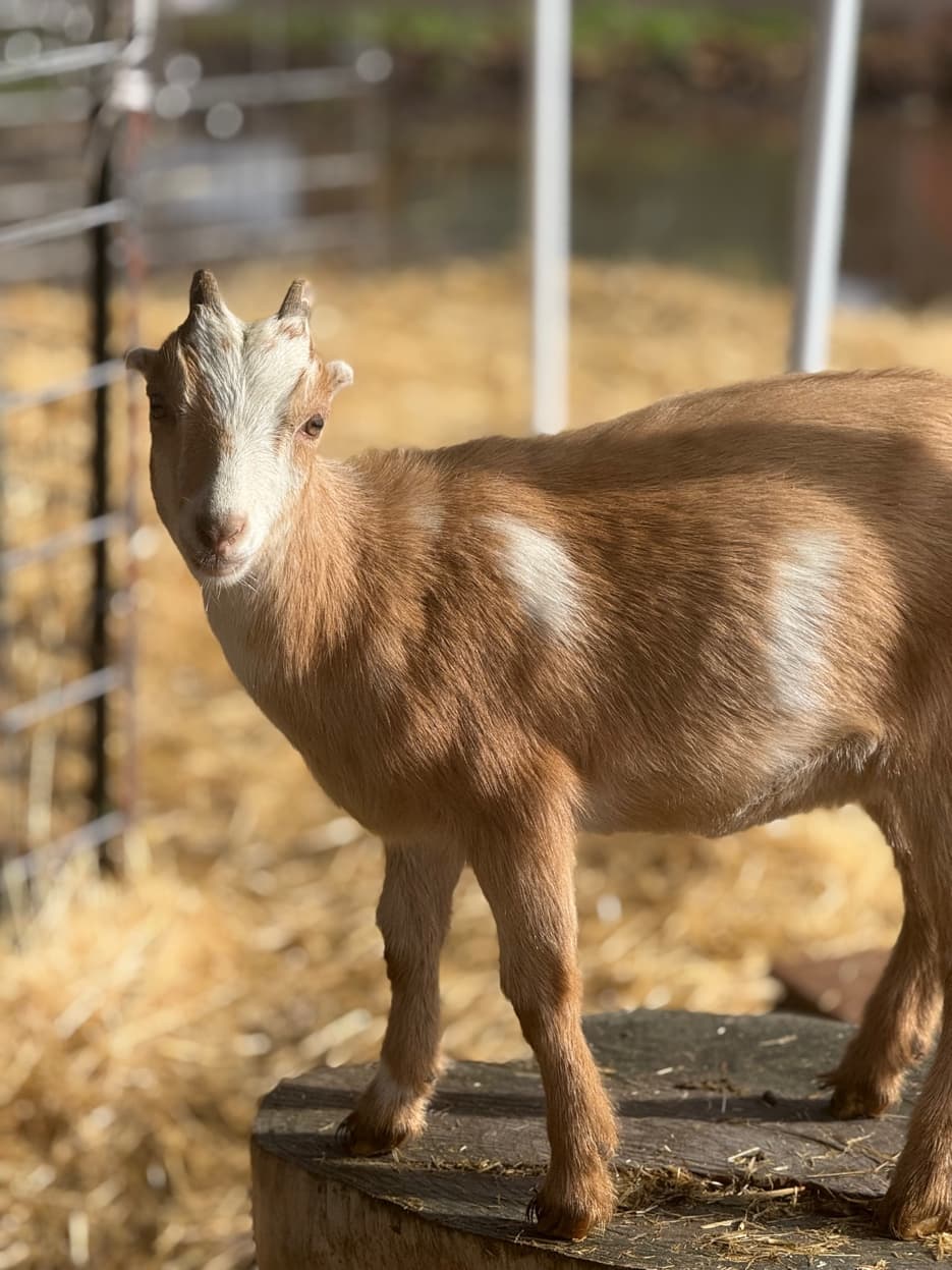Mini-LaMancha doe standing on wood block at RiverHouse Dairy