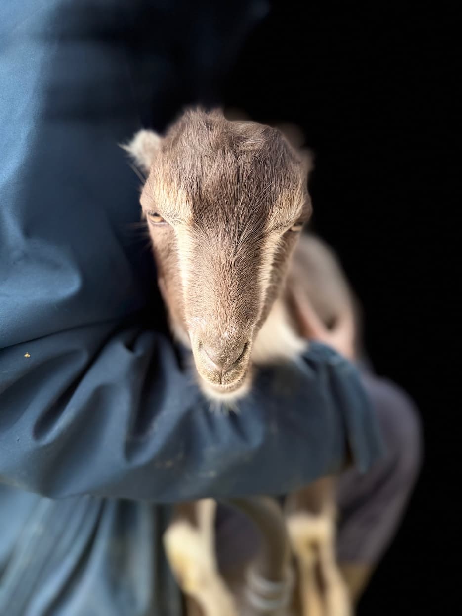 Mini-LaMancha kid being held at RiverHouse Dairy