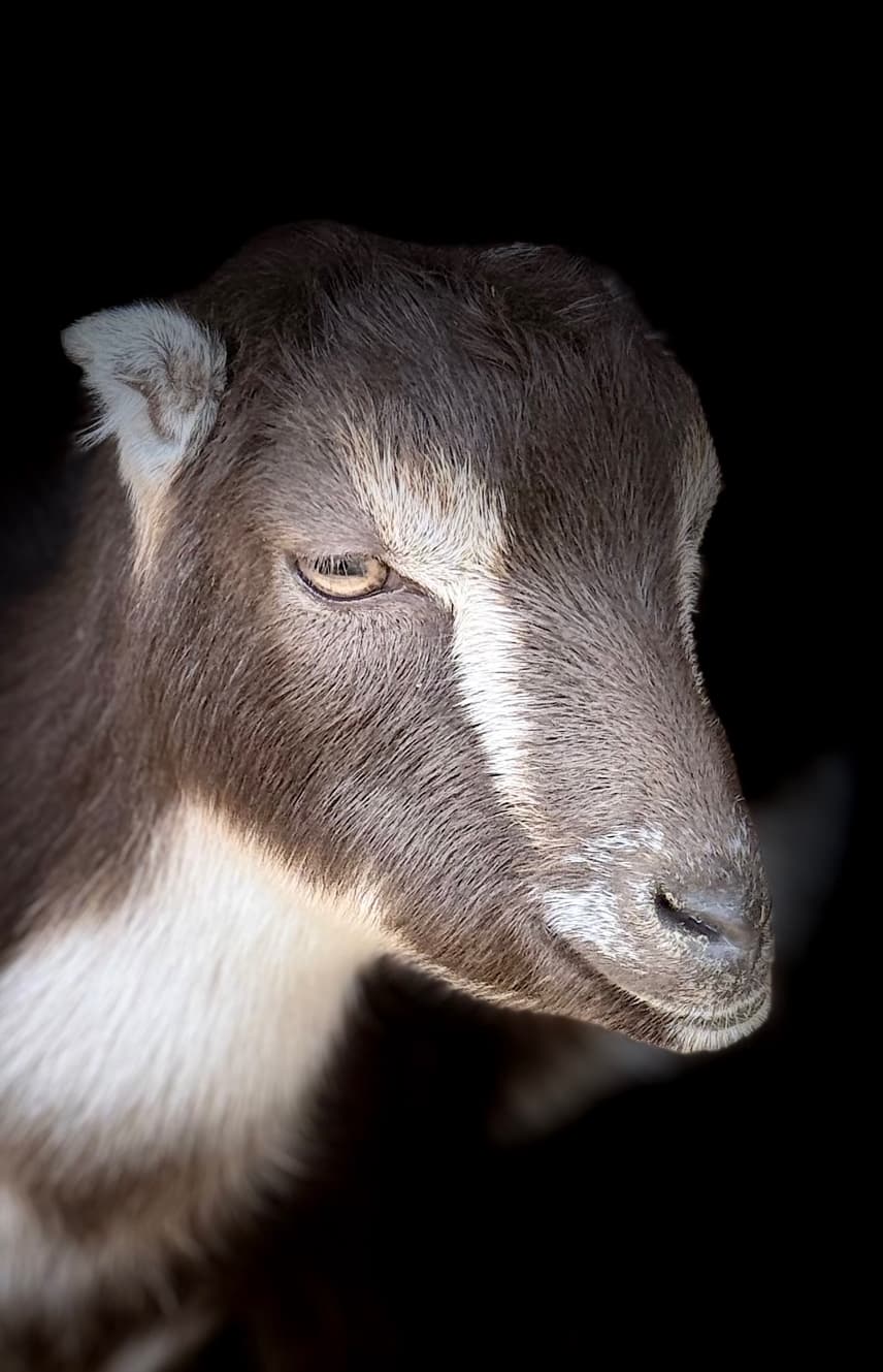 Mini-LaMancha kid portrait at RiverHouse Dairy