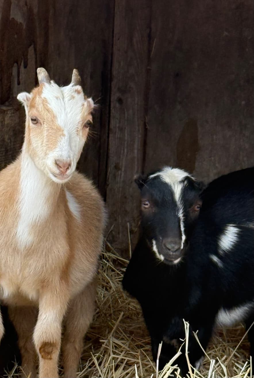 Mini-LaMancha kids in the barn at RiverHouse Dairy