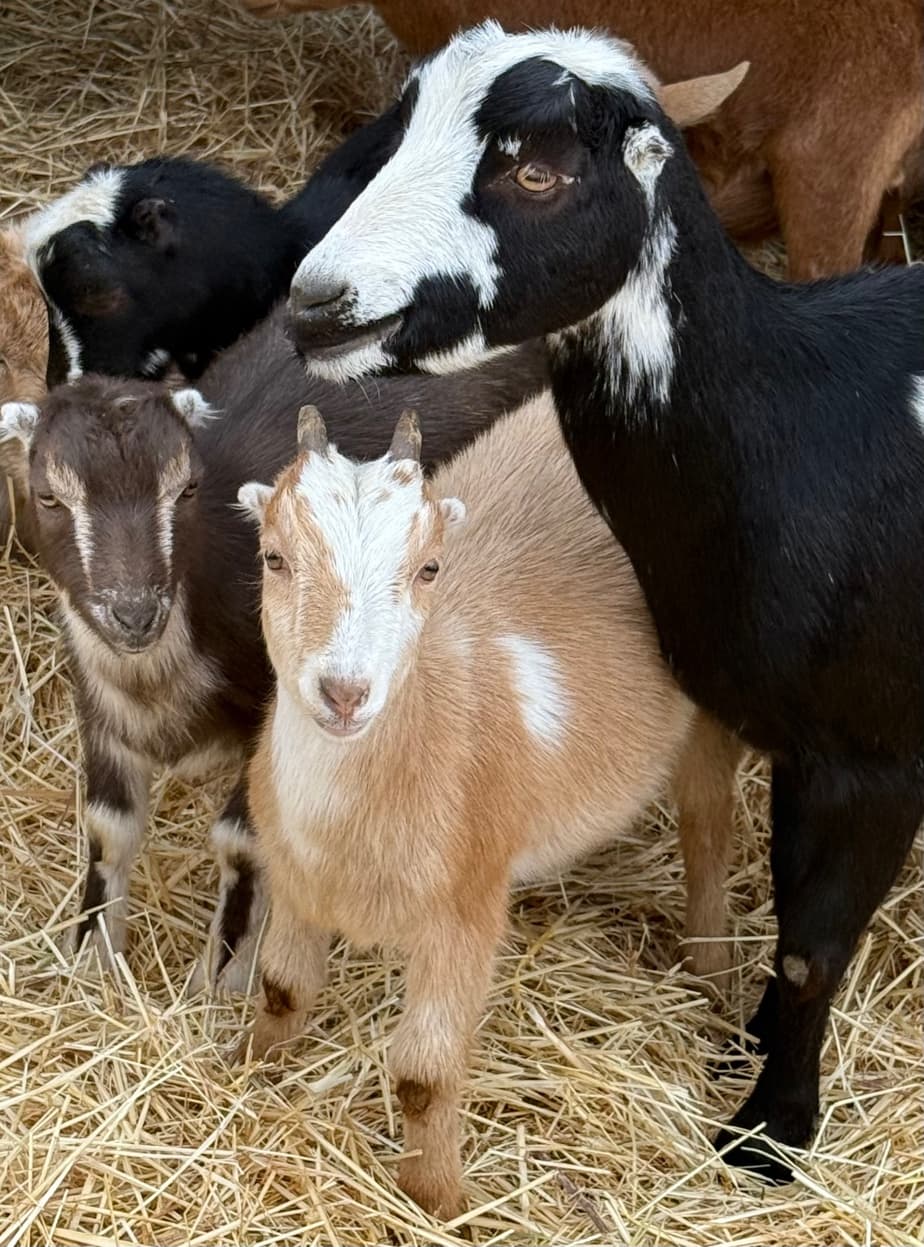 Mini-LaMancha does and kids at RiverHouse Dairy