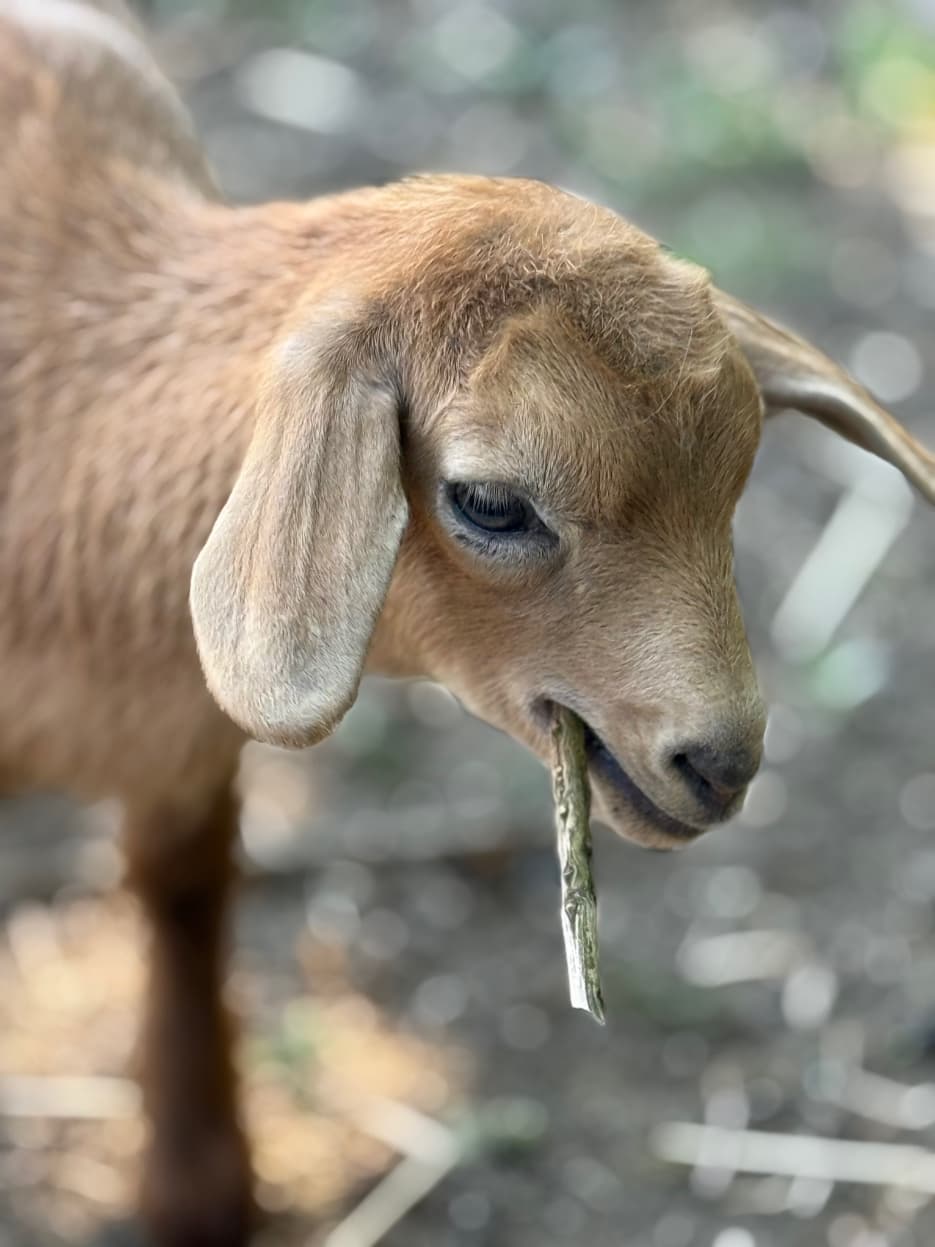 Mini Nubian kid portrait at RiverHouse Dairy