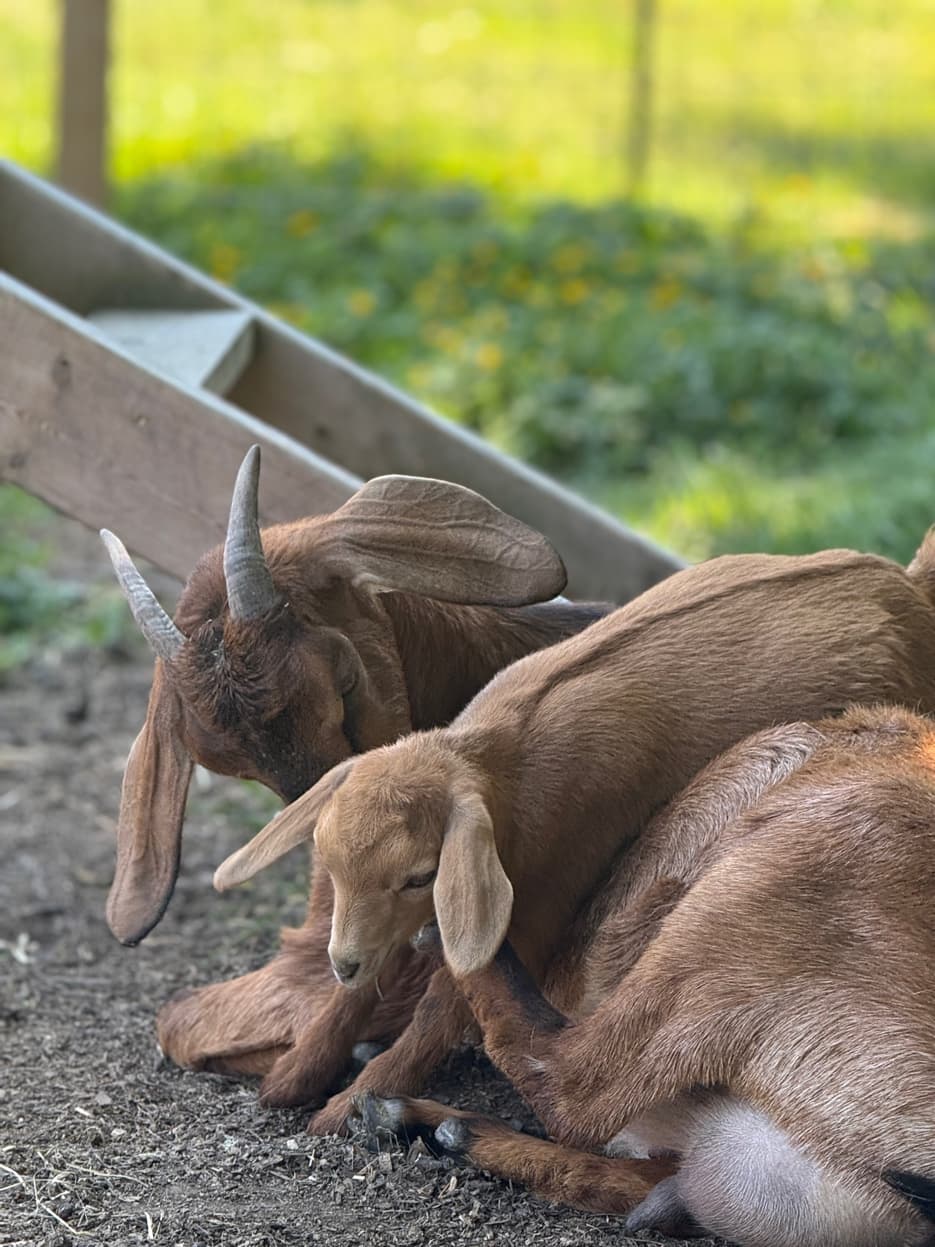Mini Nubian doe and kid at RiverHouse Dairy