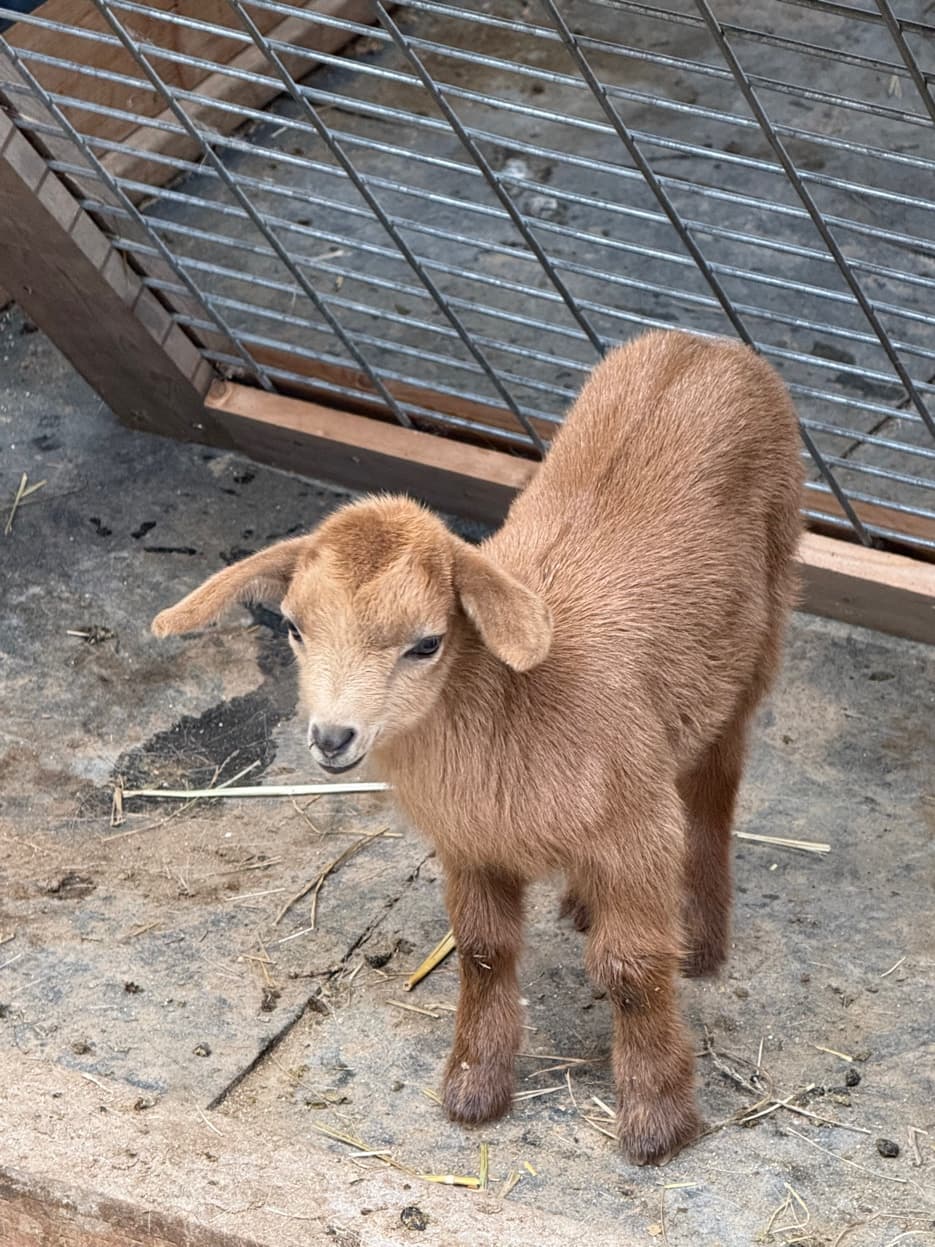 Mini Nubian newborn kid at RiverHouse Dairy
