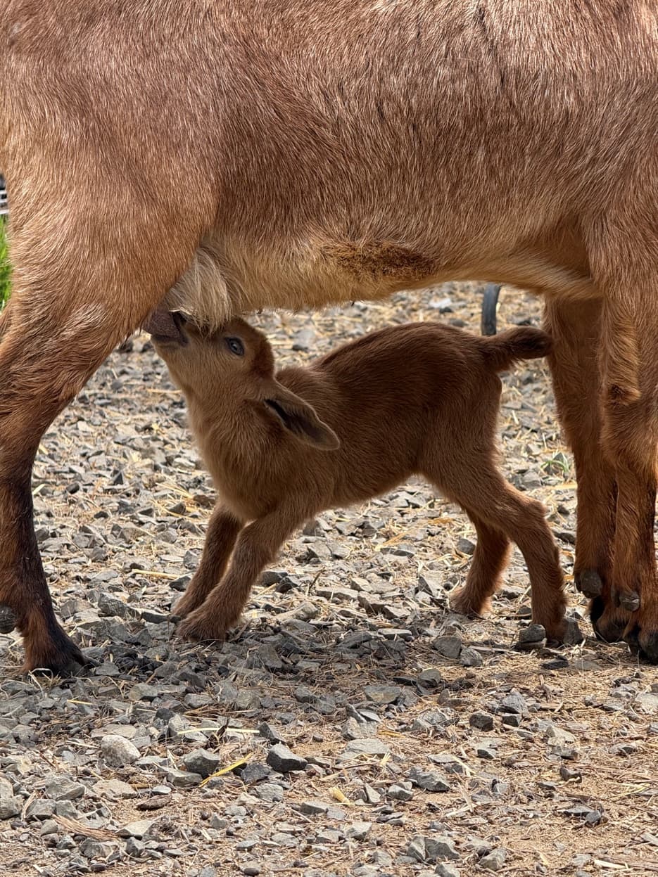 Mini Nubian kid nursing at RiverHouse Dairy