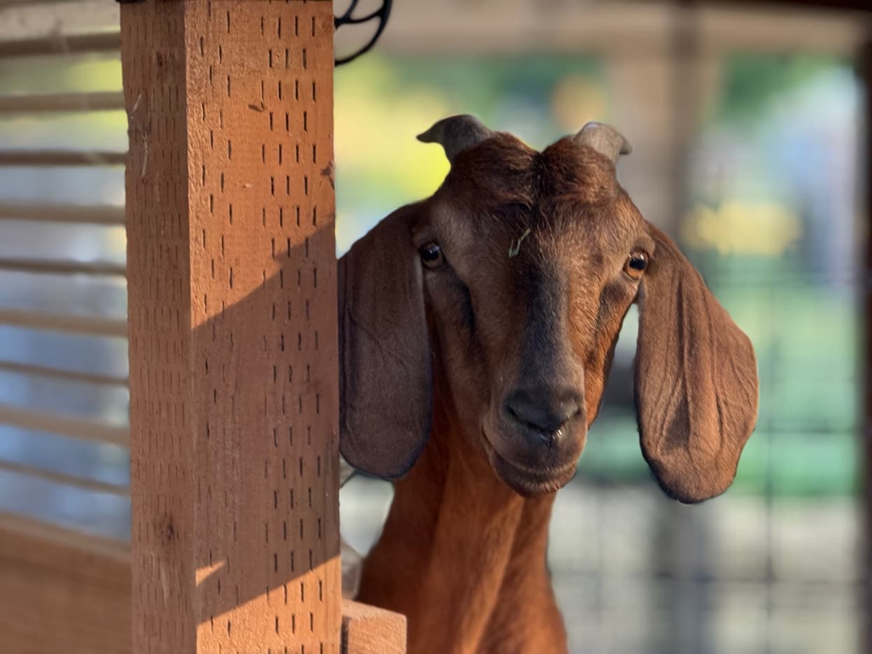Mini Nubian peeking around post at RiverHouse Dairy