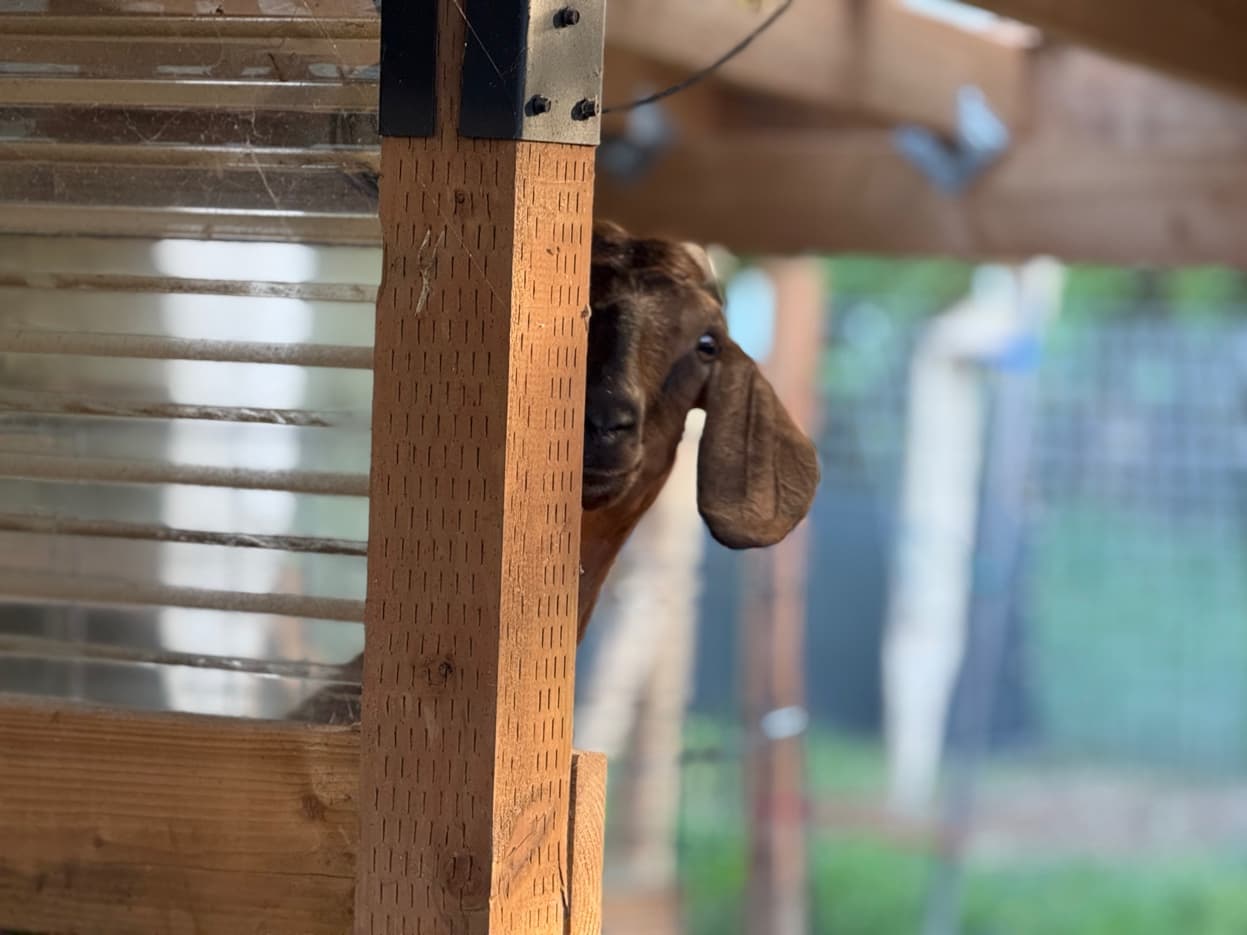 Mini Nubian peeking around post at RiverHouse Dairy