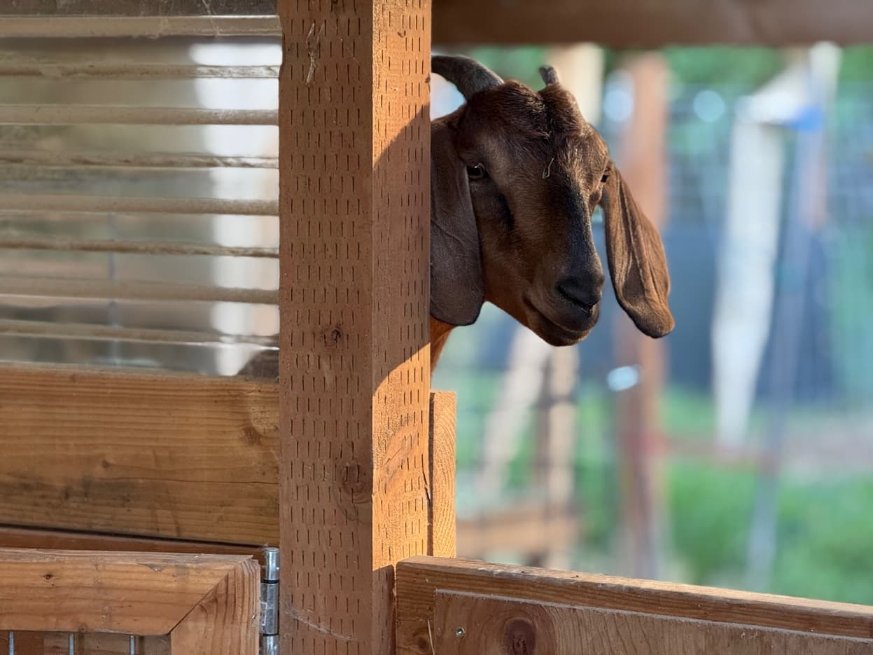 Mini Nubian peeking around post at RiverHouse Dairy