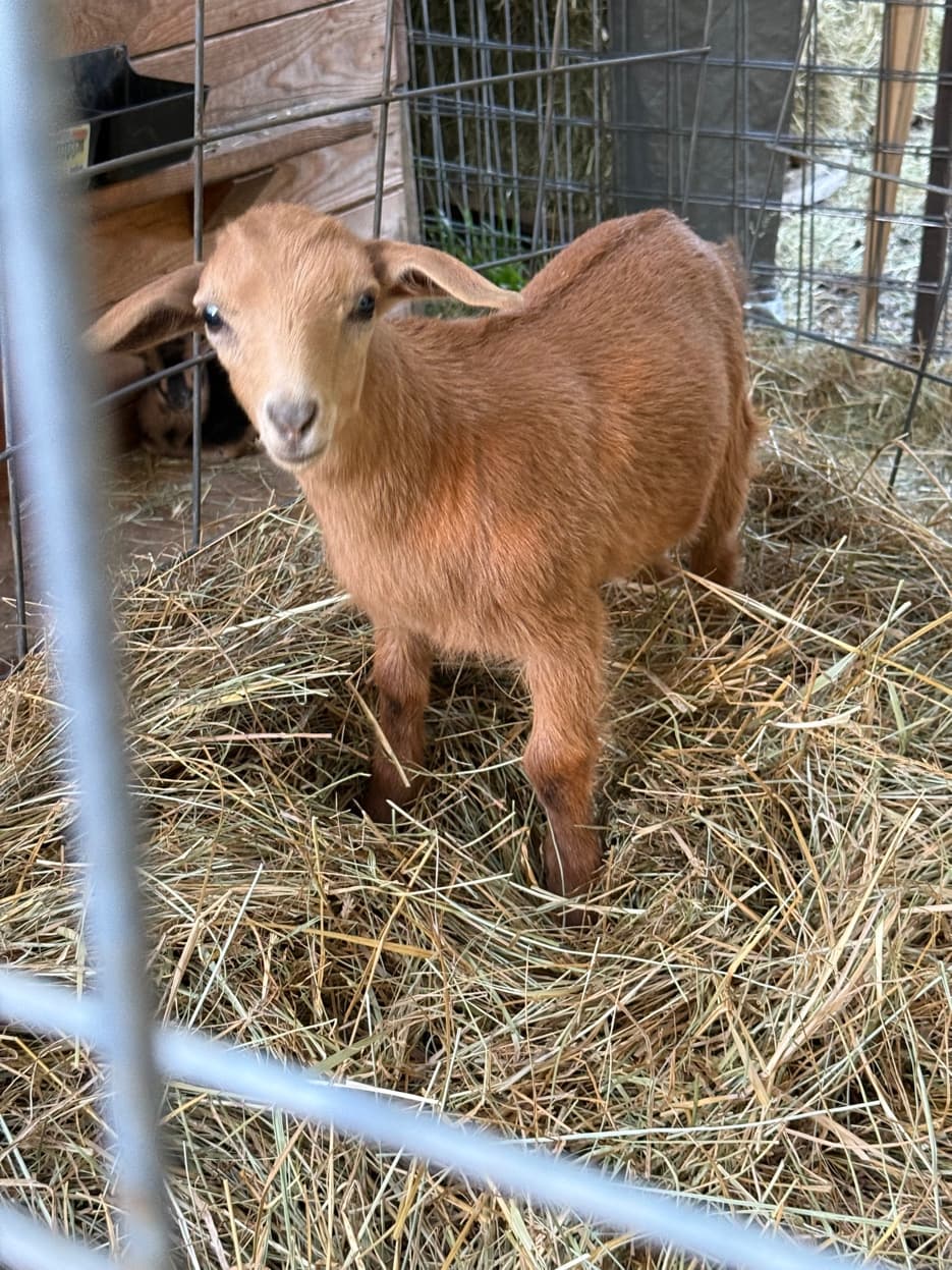 Mini Nubian kid at RiverHouse Dairy