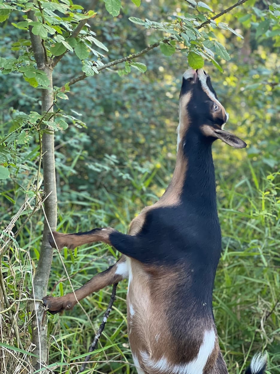 Nigerian Dwarf goat browsing at RiverHouse Dairy