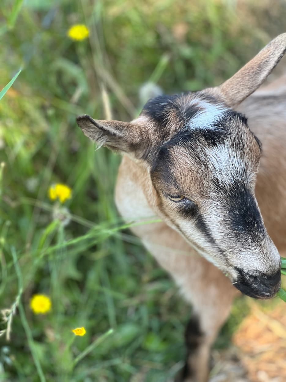 Nigerian Dwarf goat grazing dandelions at RiverHouse Dairy
