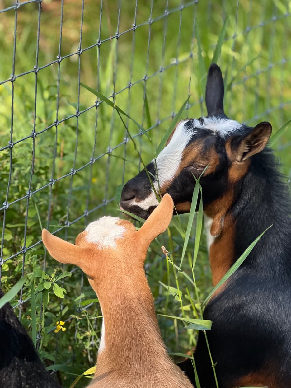 Nigerian Dwarf goats at the fence at RiverHouse Dairy