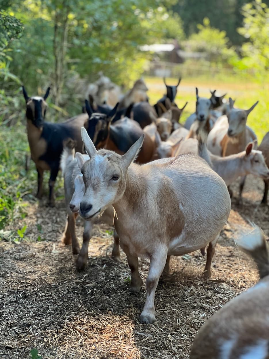 Nigerian Dwarf herd at RiverHouse Dairy