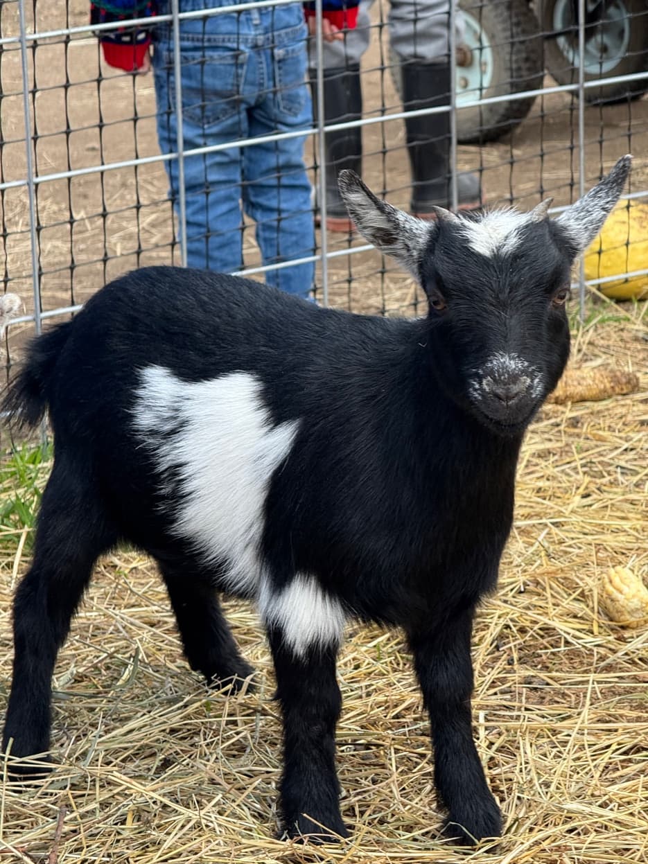 Nigerian Dwarf black kid at RiverHouse Dairy