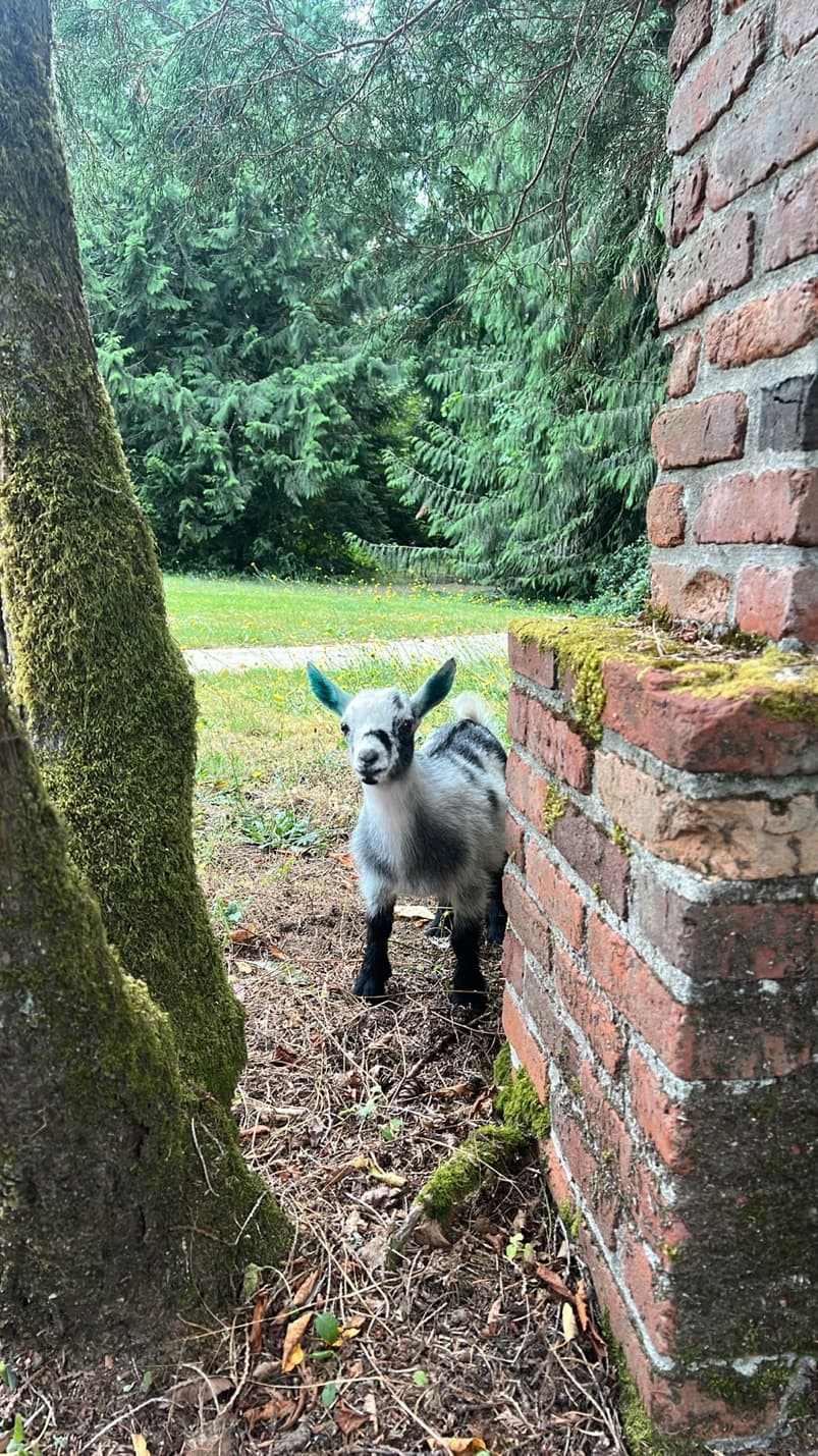 Nigerian Dwarf kid by brick wall at RiverHouse Dairy
