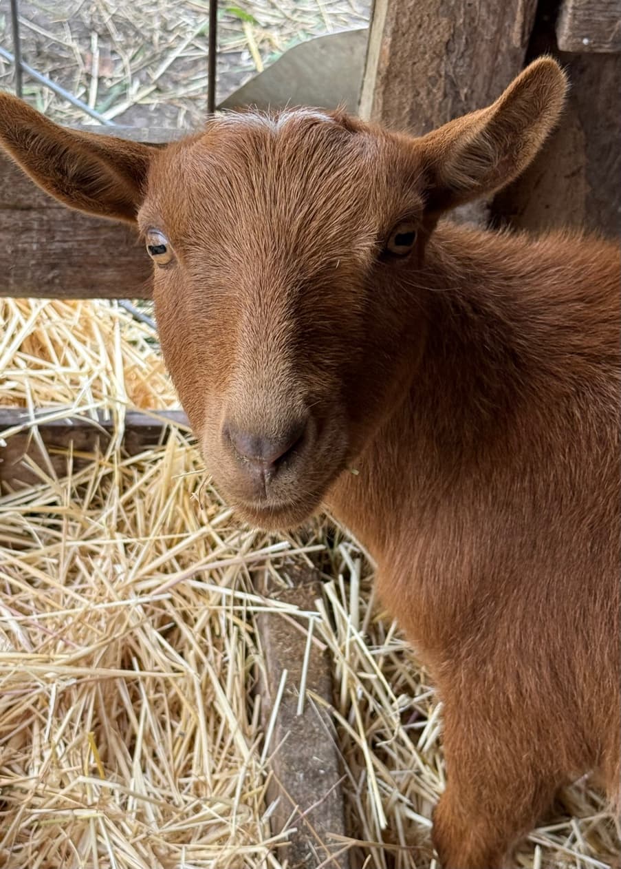Nigerian Dwarf kid at RiverHouse Dairy