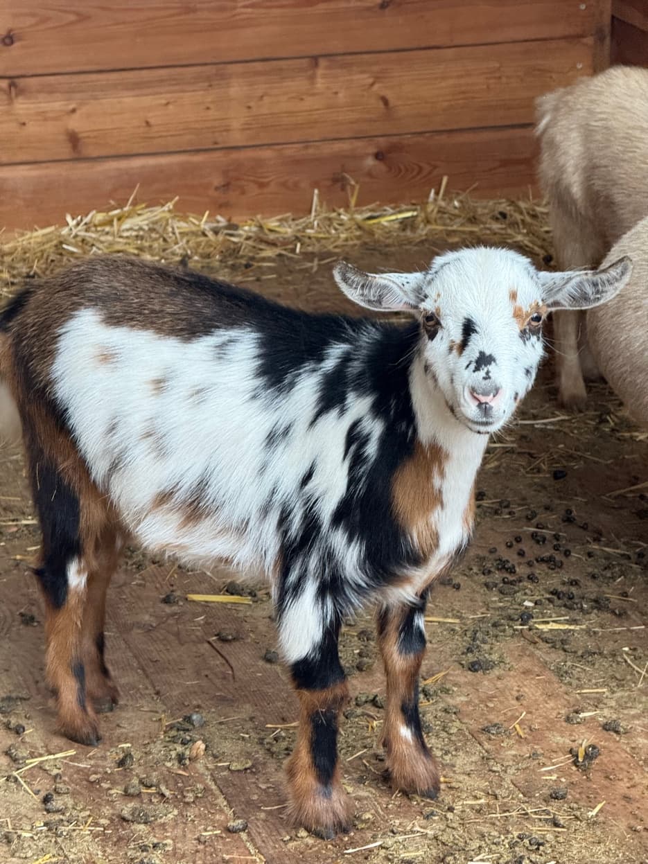 Nigerian Dwarf pinto kid at RiverHouse Dairy