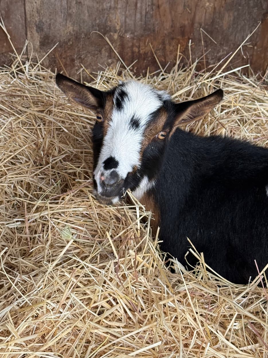 Nigerian Dwarf spotted kid at RiverHouse Dairy