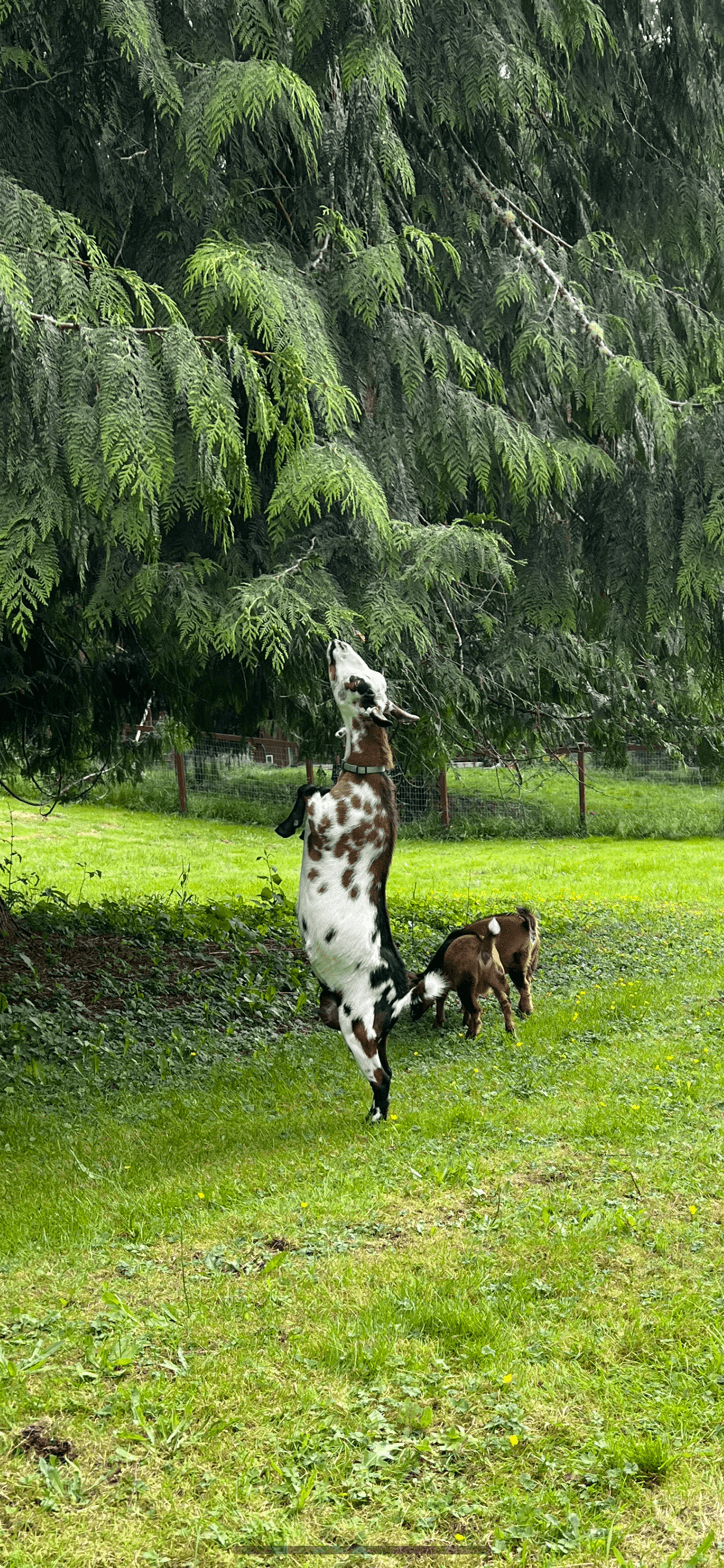 Nigerian Dwarf goat rearing up to browse tree at RiverHouse Dairy