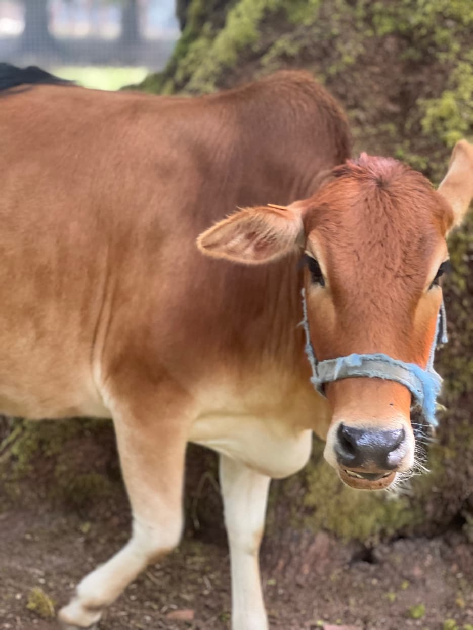 Zebu calf at RiverHouse Dairy