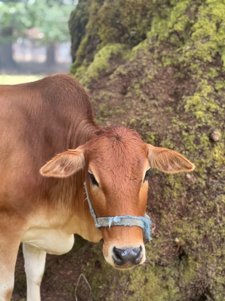 Zebu calf portrait at RiverHouse Dairy
