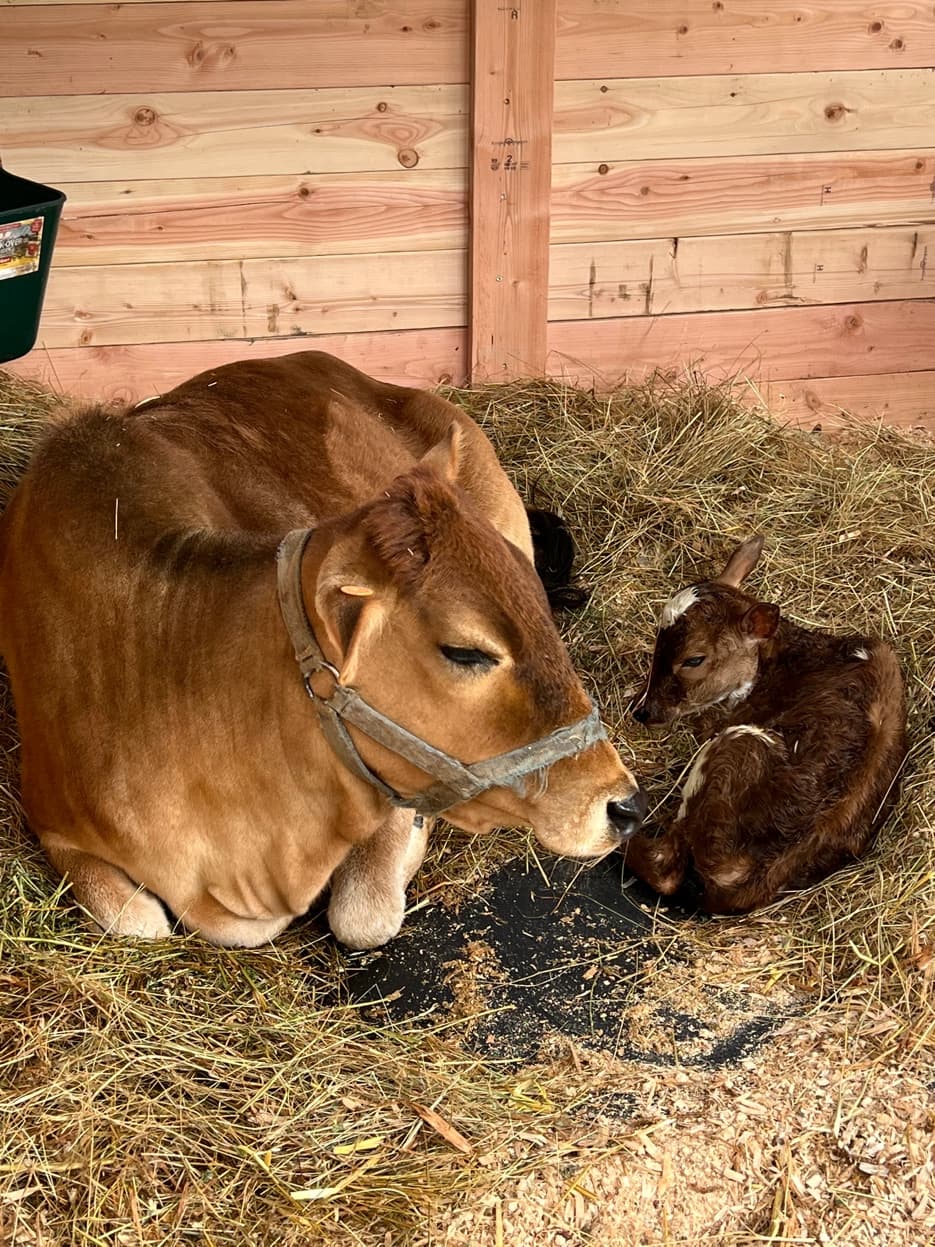 Zebu cow with newborn calf at RiverHouse Dairy