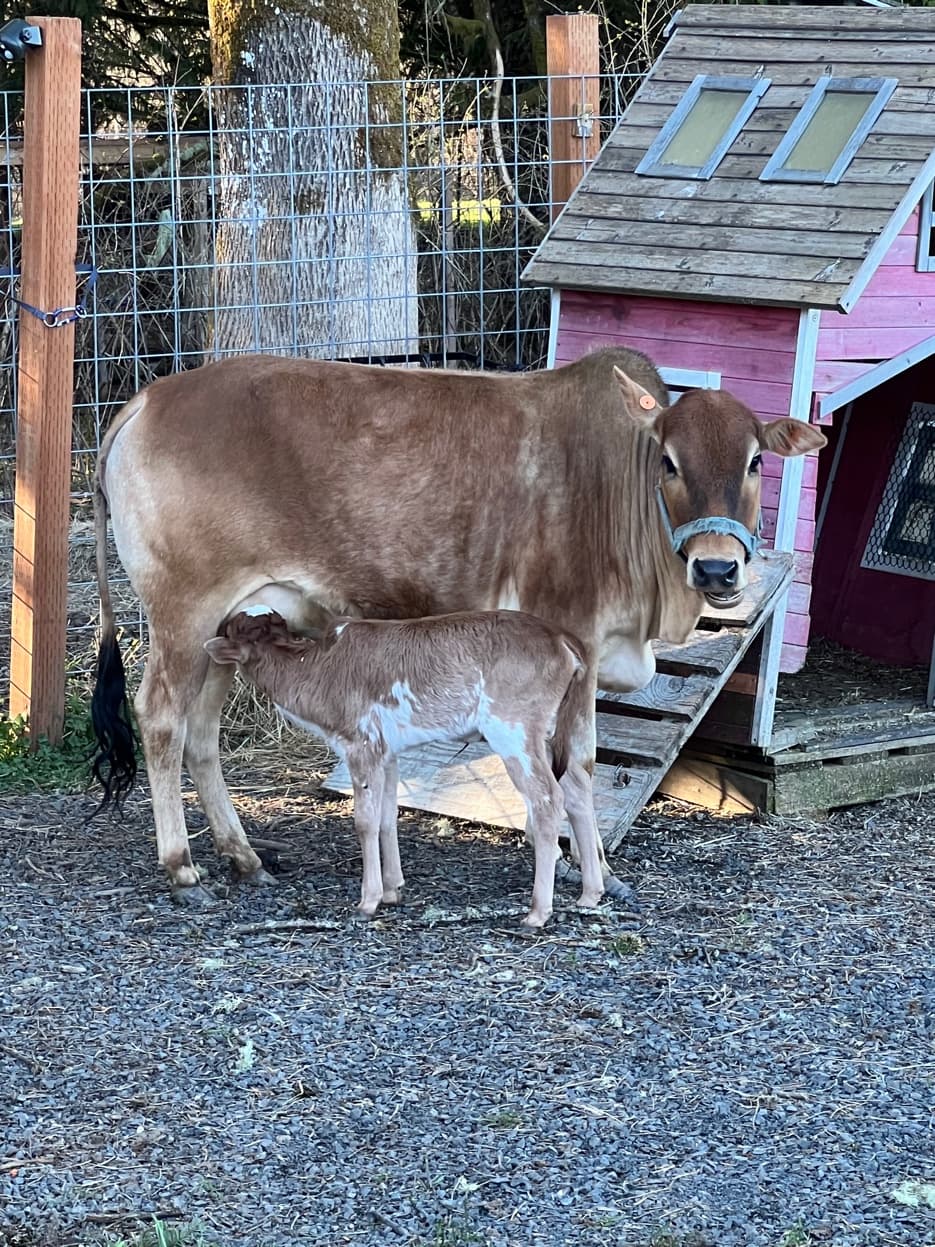 Zebu cow nursing calf at RiverHouse Dairy