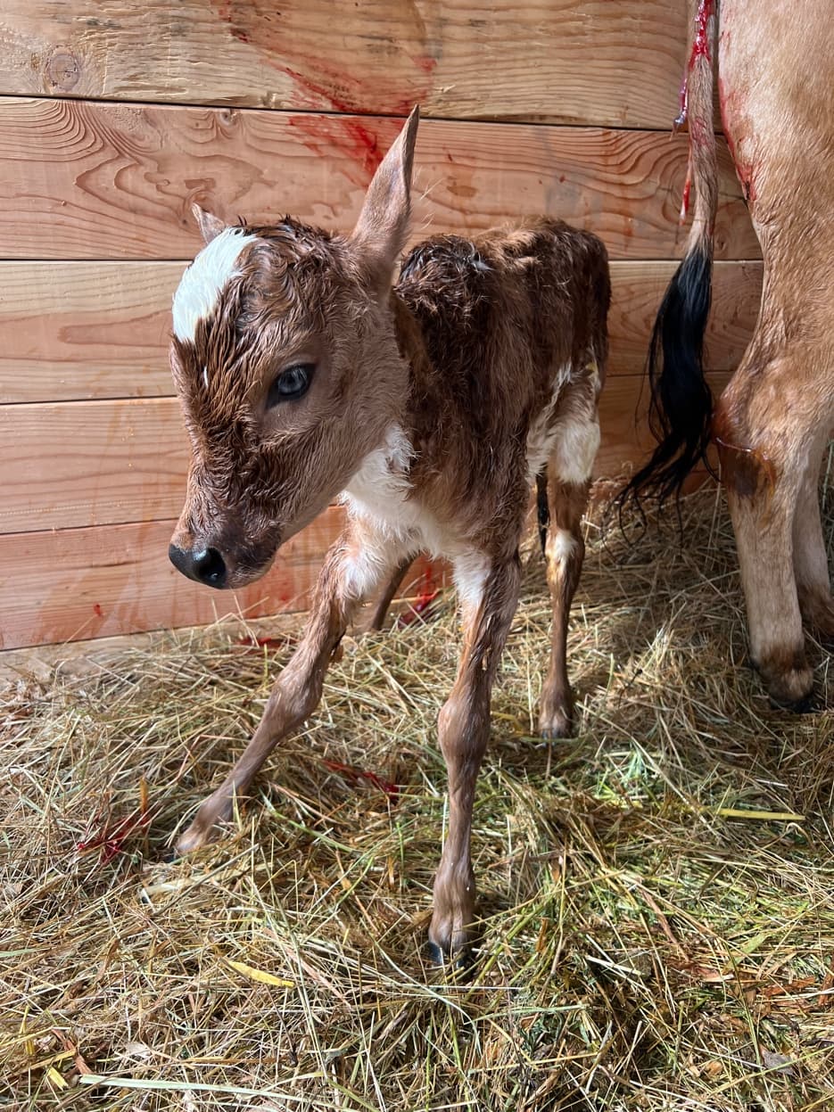 Zebu newborn calf standing at RiverHouse Dairy